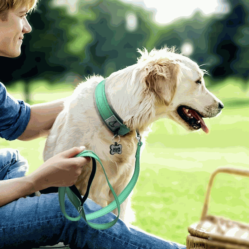 Reflective Padded Pet Collar - Pet Panache Boutique